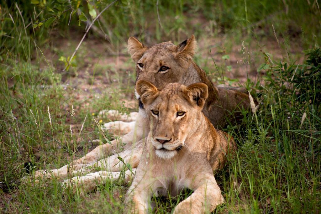 Simbavati River Lodge Timbavati Game Reserve Bagian luar foto