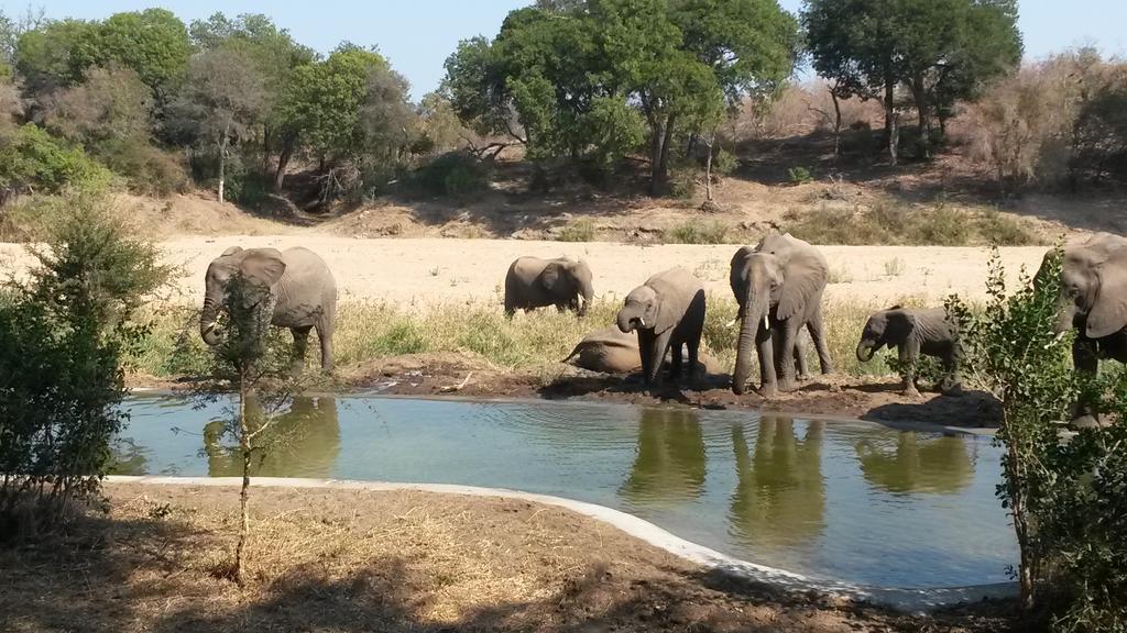 Simbavati River Lodge Timbavati Game Reserve Bagian luar foto