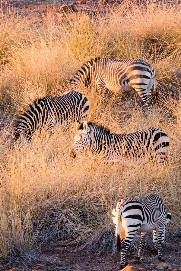 Simbavati River Lodge Timbavati Game Reserve Bagian luar foto